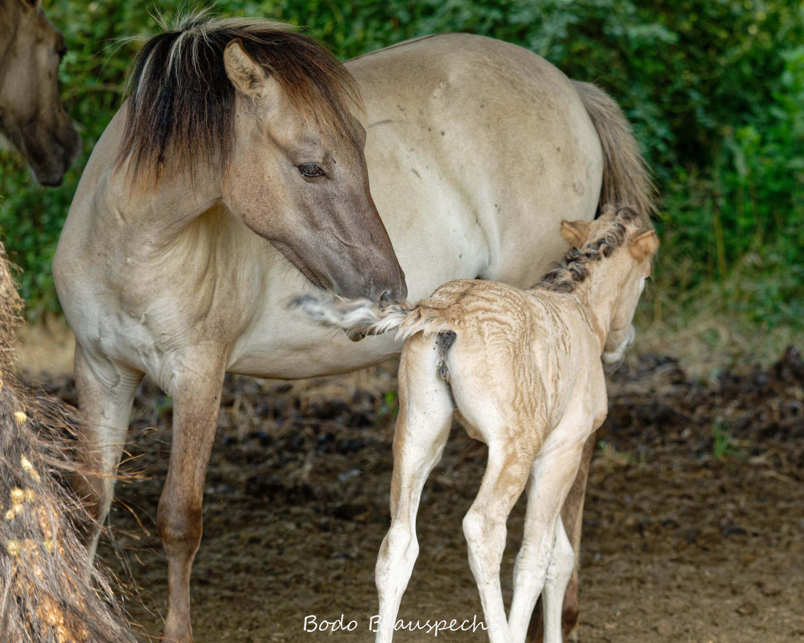 Konik Steveraue  2026.07.30 10.24 14 WEB